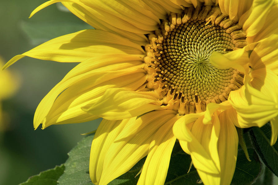 Intrinsic Yellow Photograph by Jessica Bidwell - Fine Art America