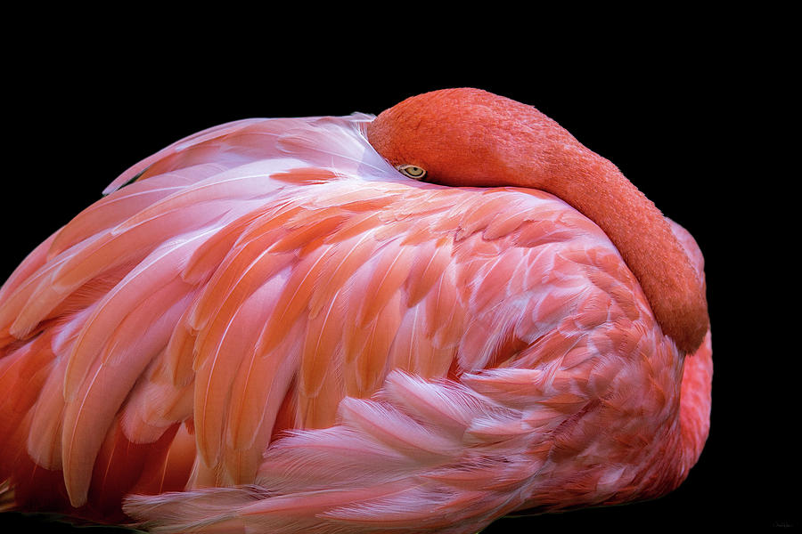 Flamingo Digital Art - Introvert by Nicole Wilde