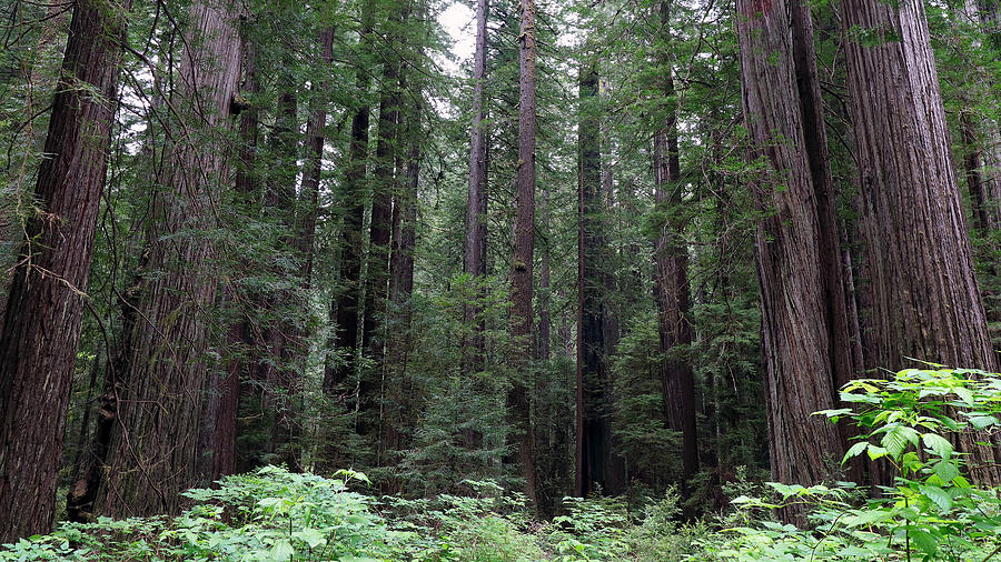 Invaluable - Old Growth Forest, Redwood National Park, CA Photograph by KJ Swan