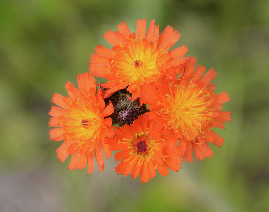 Invasive Beauty Photograph By Whispering Peaks Photography Fine Art America 0789