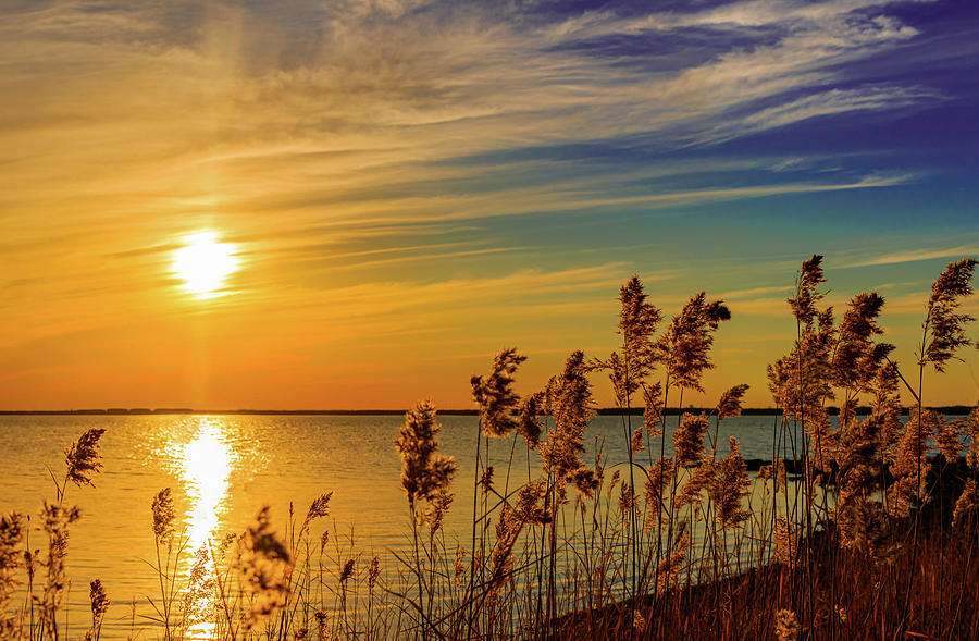 Invasive Common Reed grass Phragmites during a lake sunset in Dallas Texas. Photograph by David Ilzhoefer