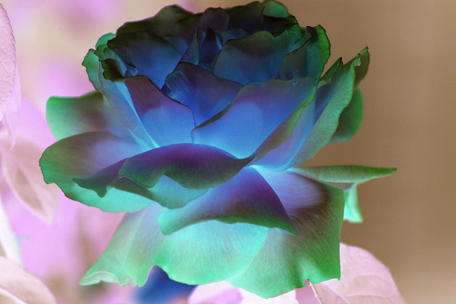 Inverted Blue Green Rose Photograph by Kurt Burggraf - Fine Art America