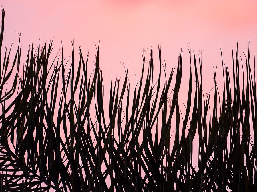 Inverted Silhouette of a Sunset Palm Frond Photograph by Joe Schofield