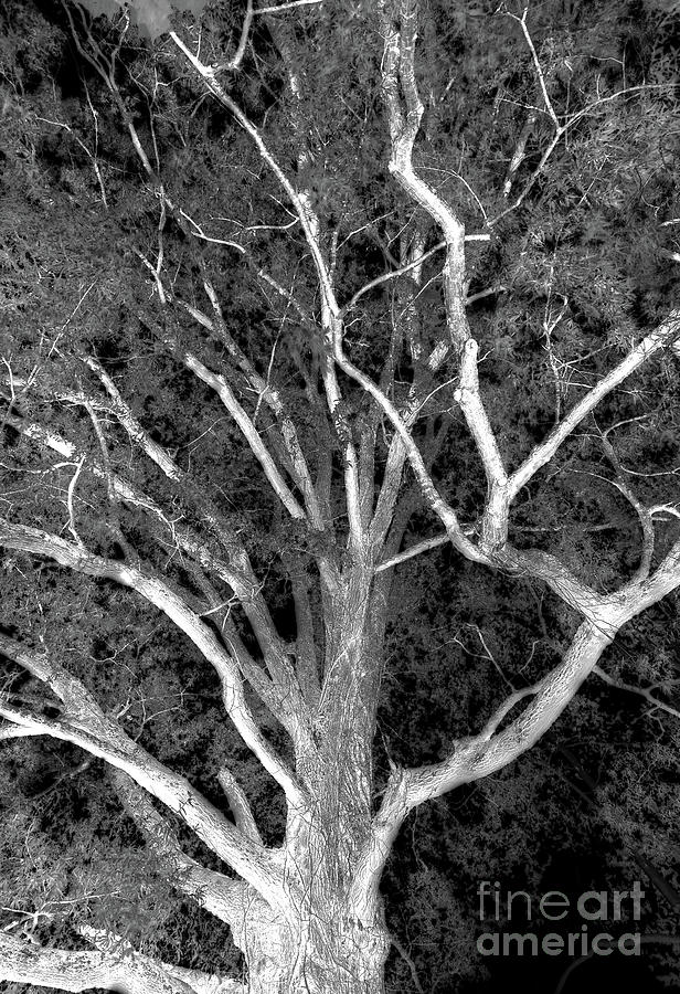 Inverted Tree Photograph by Douglas Stucky
