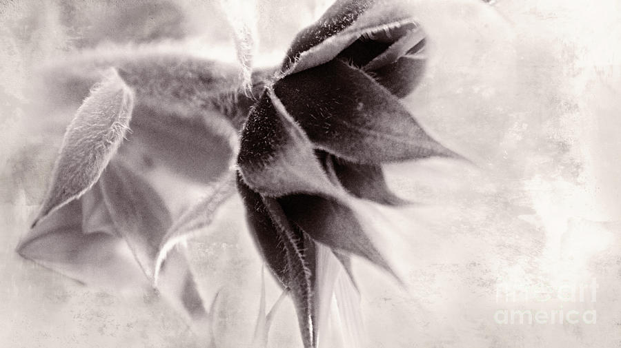 Invisible Flower Photograph by Janie Johnson