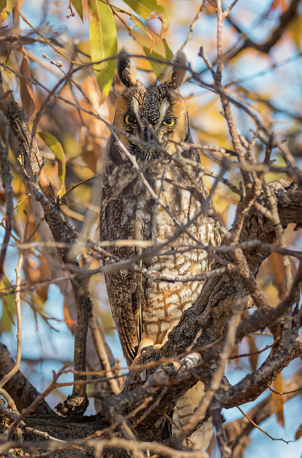 Invisible Long Eared Owl Photograph by Loree Johnson