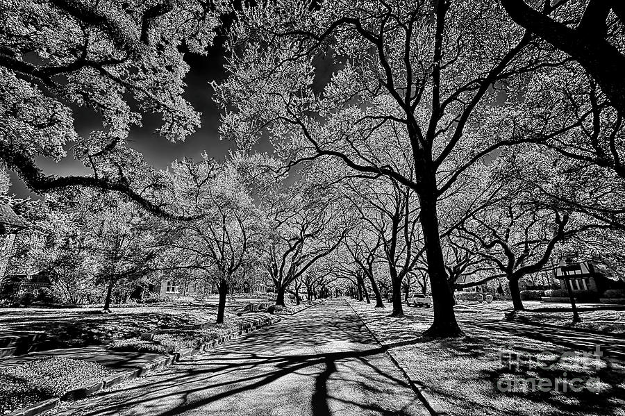 Inviting Trees Photograph by Norman Gabitzsch