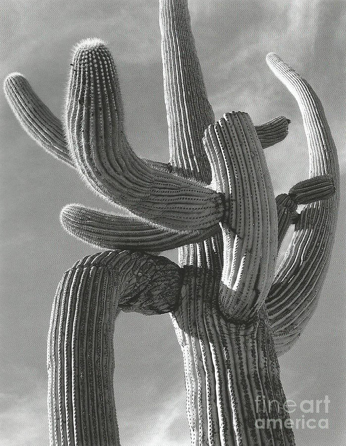 Involute Cactus organ Pipe National Monument Arizona 1948 Photograph by ...