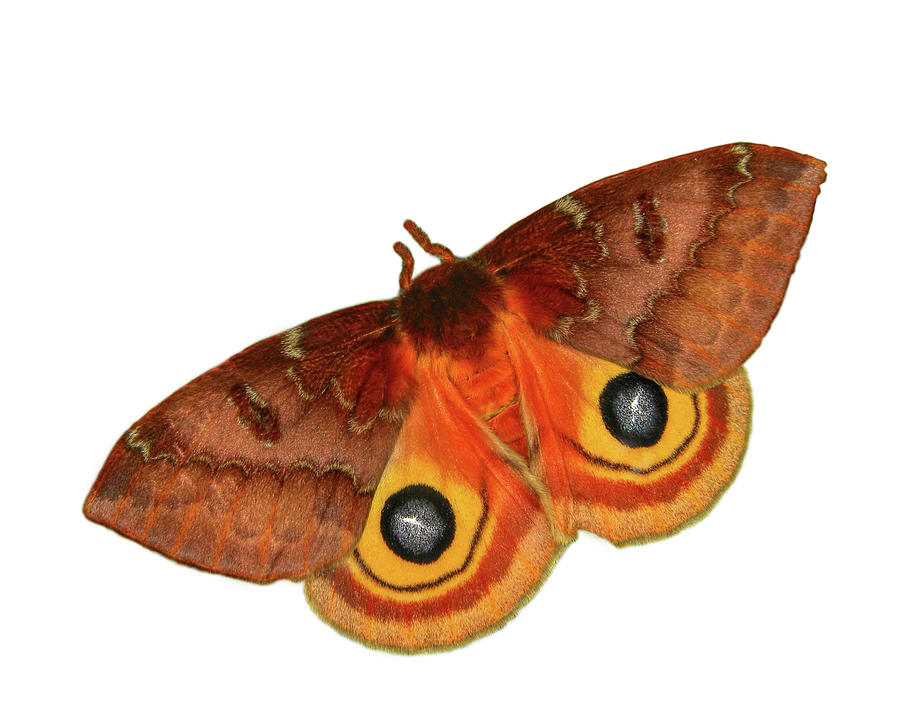 IO Moth on White Background Photograph by David and Carol Kelly
