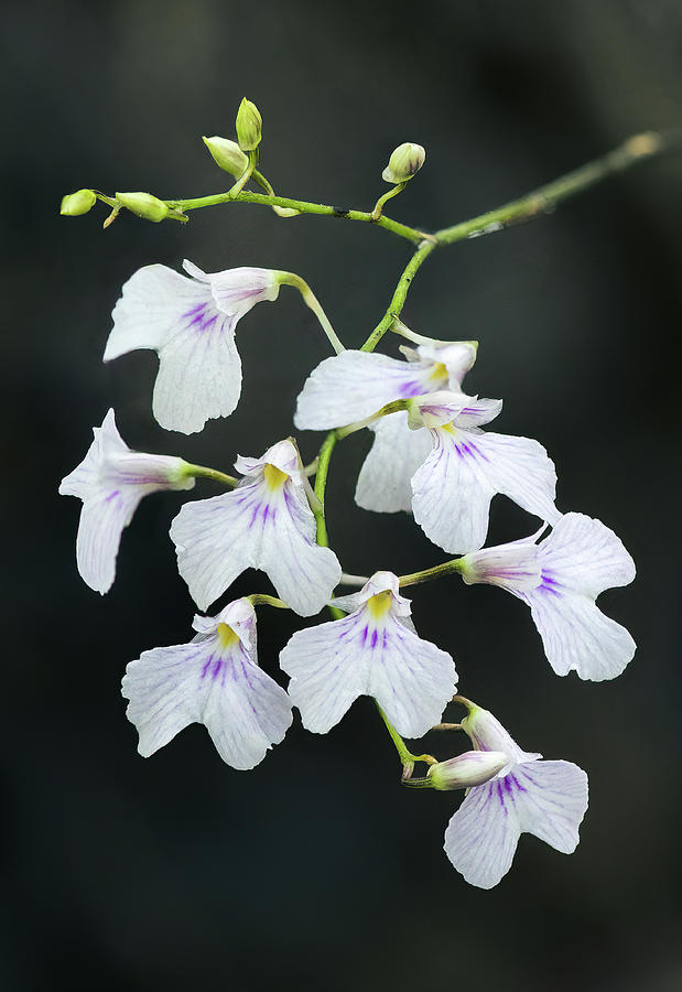 Ionopsis Utricularoides  Delicate Violet Orchid Photograph by Rudy Wilms