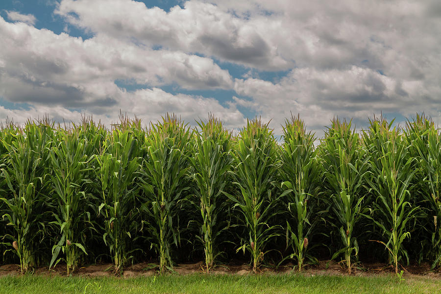 Iowa Corn Field Photograph by James Peterson - Fine Art America