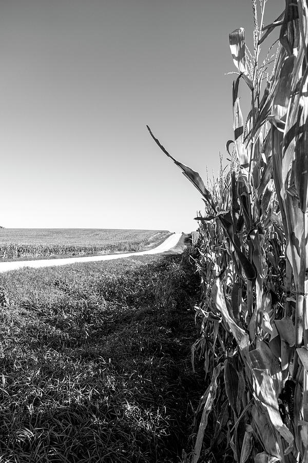 Iowa Corn Fields  Photograph by Sandra Js