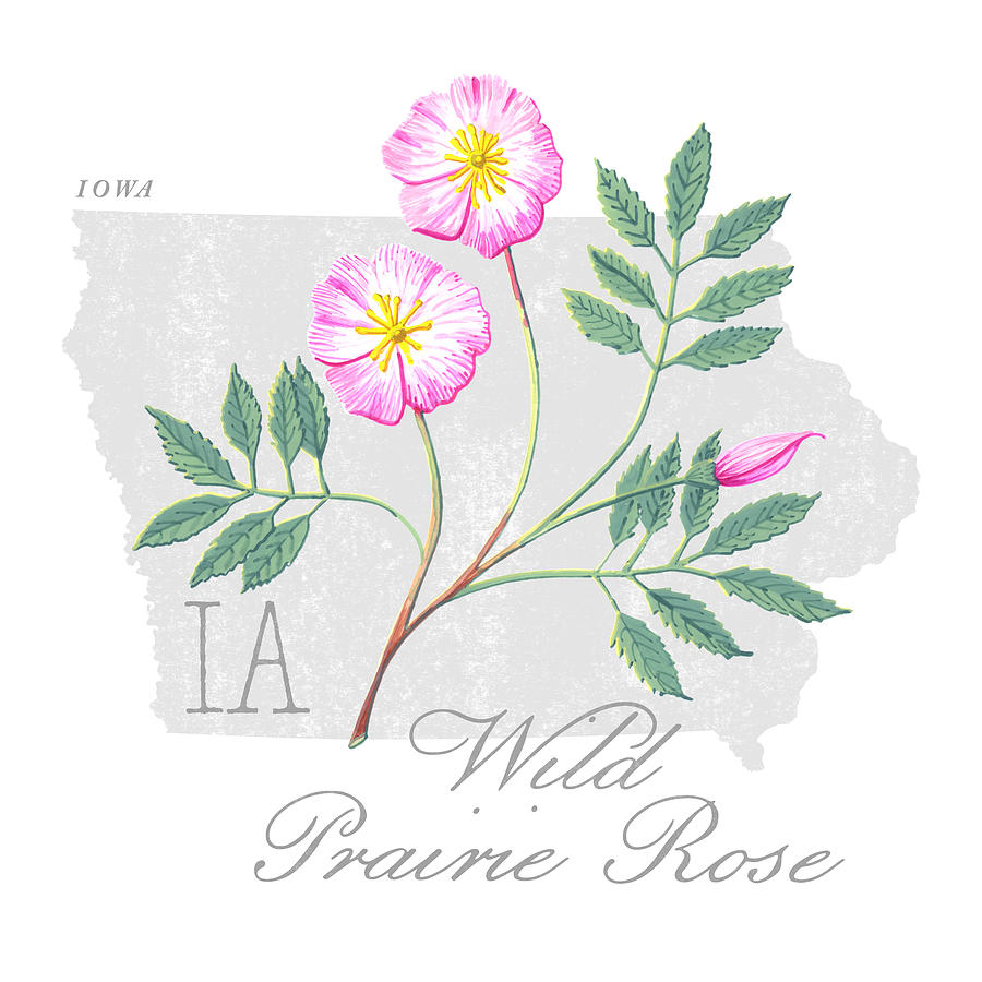 Iowa State Flower Wild Prairie Rose Art by Jen Montgomery Painting by Jen Montgomery