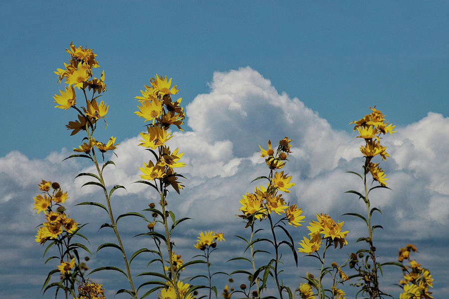 Iowa Yellow Prairie Flowers Photograph by Randall Nyhof