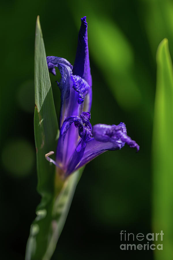 Purple Iris Photograph by Eva Lechner