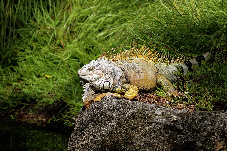 Iquana on the Watch Photograph by Darrell Gregg - Fine Art America