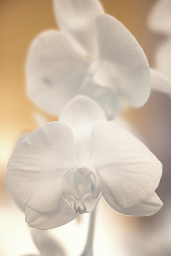 IR orchids Photograph by Brian Hale
