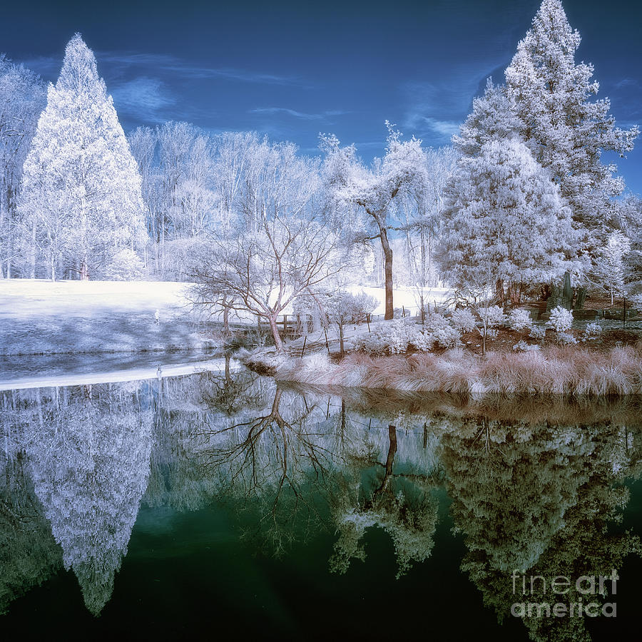 IR reflections in a park - faux color Photograph by Izet Kapetanovic