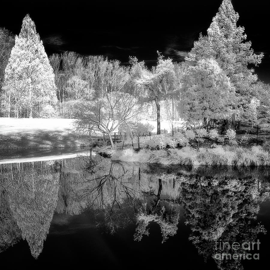 IR reflections in a park Photograph by Izet Kapetanovic