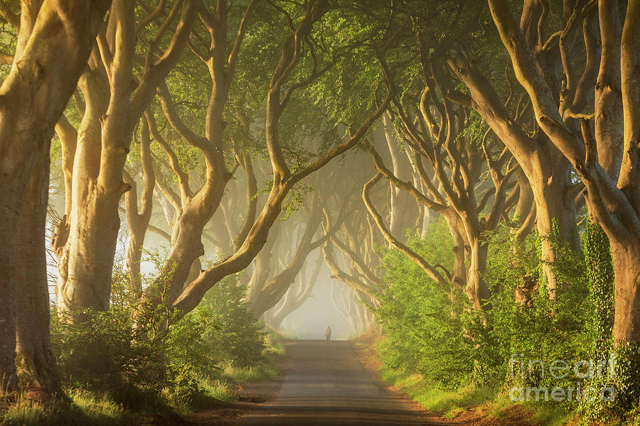 Ireland, Ballymoney, The Dark Hedges Photograph by Luigi Vaccarella - eStock Photo