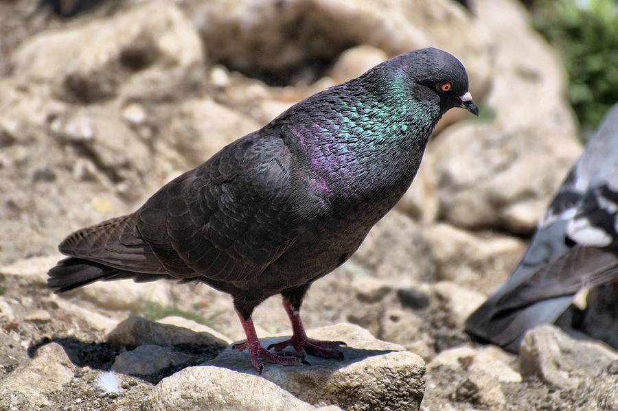 Iridescence Photograph by Bob Wall - Fine Art America