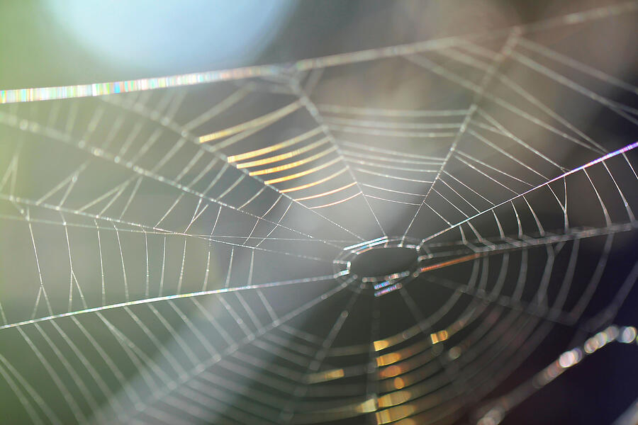 Iridescent abandoned Spider web Photograph by Zen Rial
