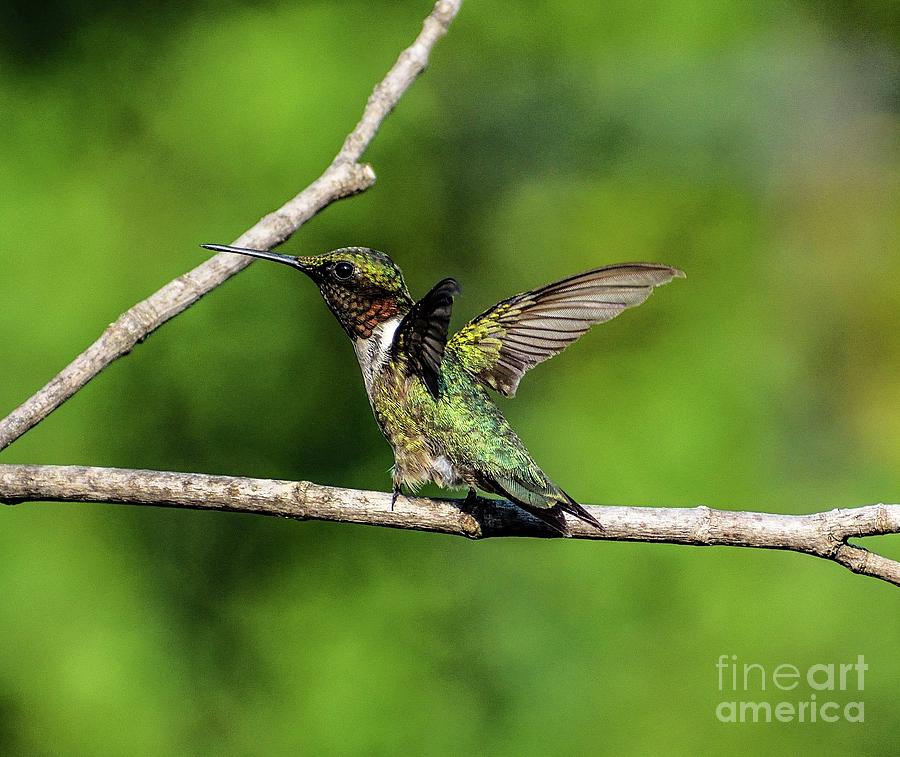 Iridescent Beauty Of A Ruby-throated Hummingbird Photograph