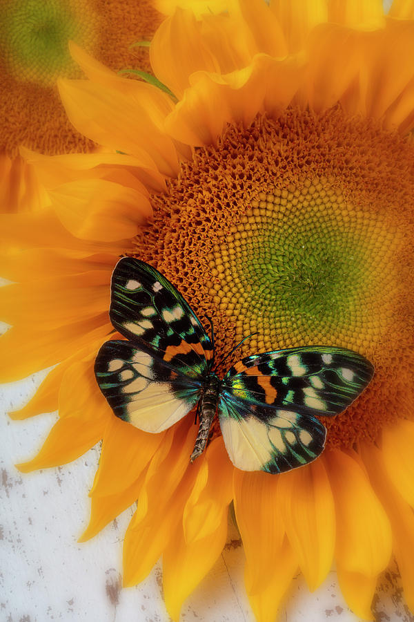 Iridescent Butterfly On Sunflower Photograph By Garry Gay Fine Art America 