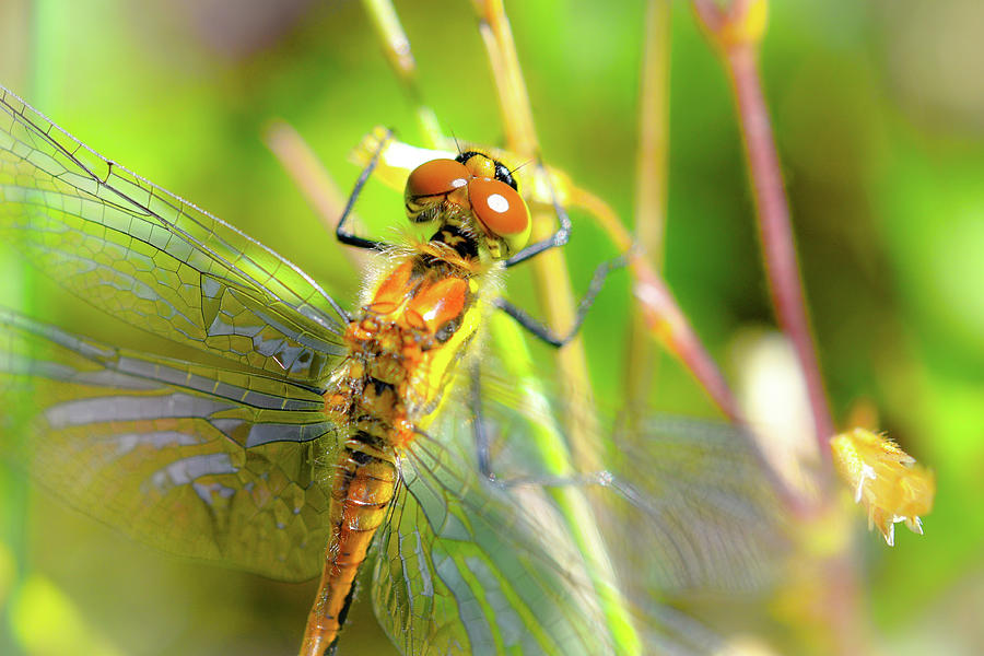 Iridescent Dragonfly Wings Photograph by Sherry McKellar - Fine Art America