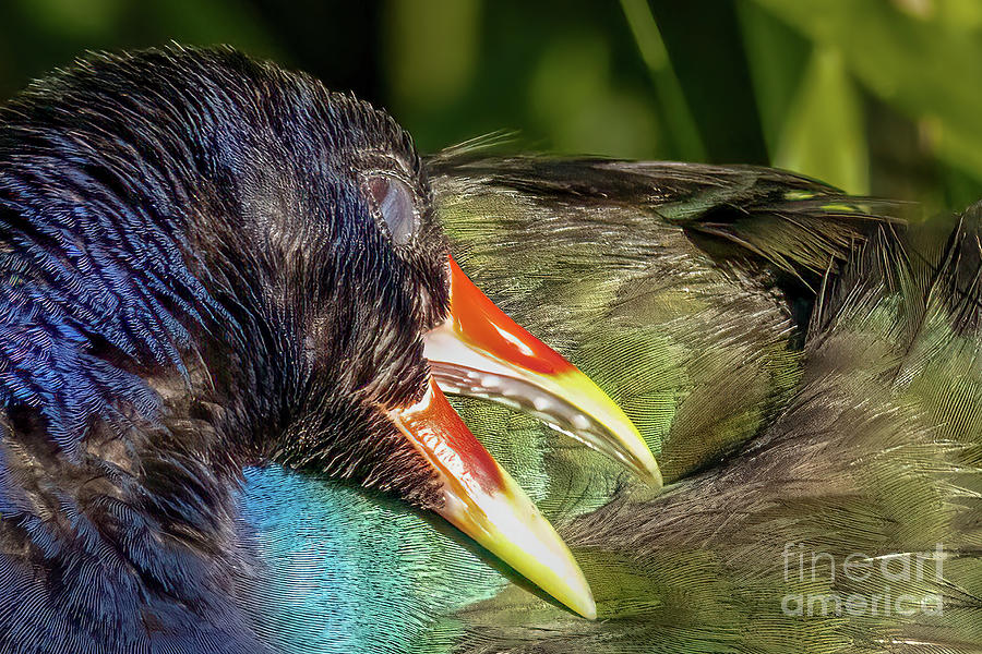 Iridescent Gallinule Photograph by Tom Claud