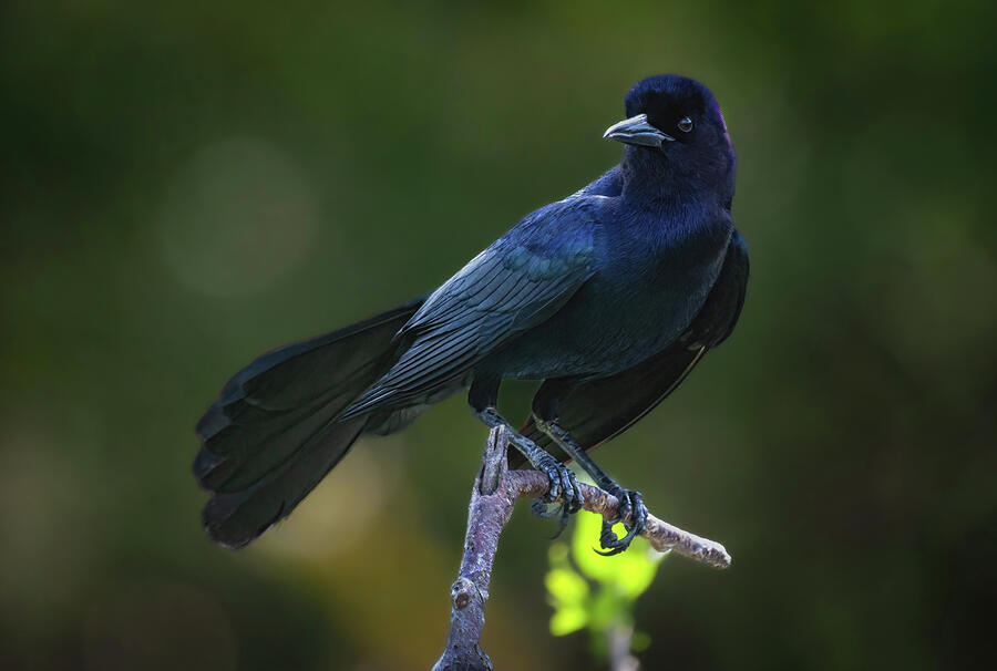 Iridescent Grackle Against a Dark Canvas Photograph by Rebecca Herranen Iridescent Grackle Against a Dark Canvas Photograph by Rebecca Herranen