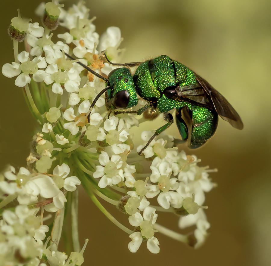 Animal Photograph - Iridescent Green Bug by Jean Noren