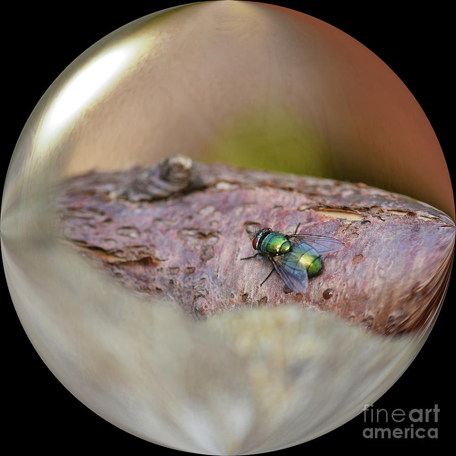 Iridescent Greenbottle Fly Photograph by Yvonne Johnstone