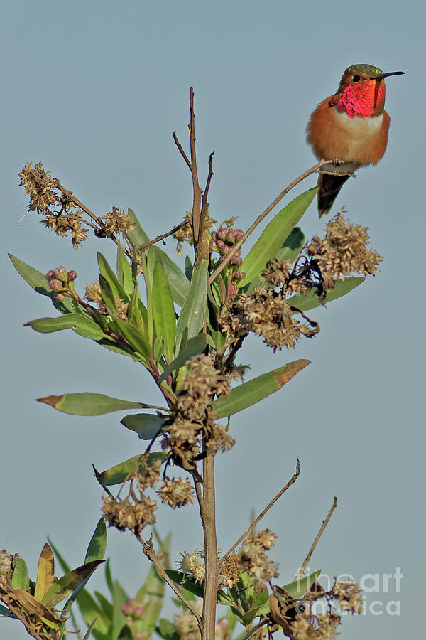 Iridescent Hummingbird Photograph by Natural Focal Point Photography