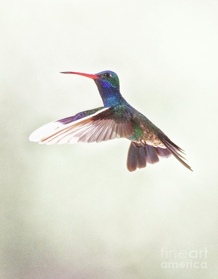  Iridescent Hummingbird wings  Photograph by Ruth Jolly
