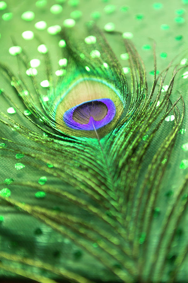 Peacock Photograph - Iridescent Peacock Feather by Her Arts Desire