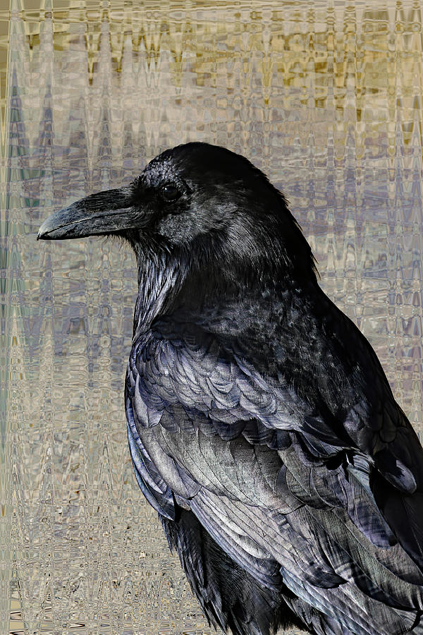 Iridescent Raven Photograph by Jennifer Robin
