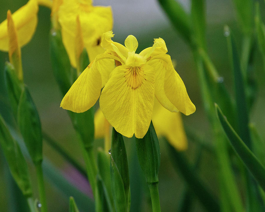 Iris-0028 Photograph by Eric Mace - Fine Art America