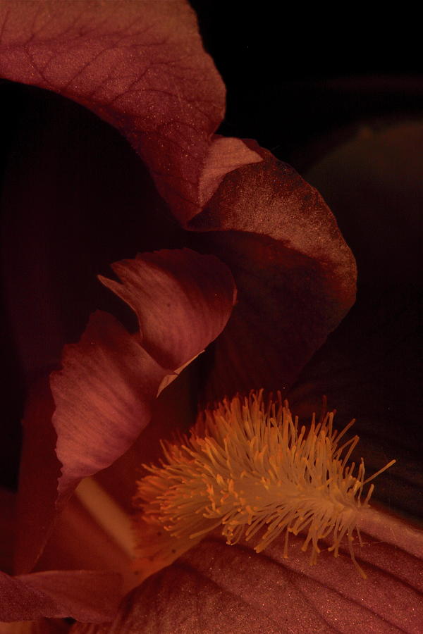 Nature Photograph - Iris 0232 by Julie Powell