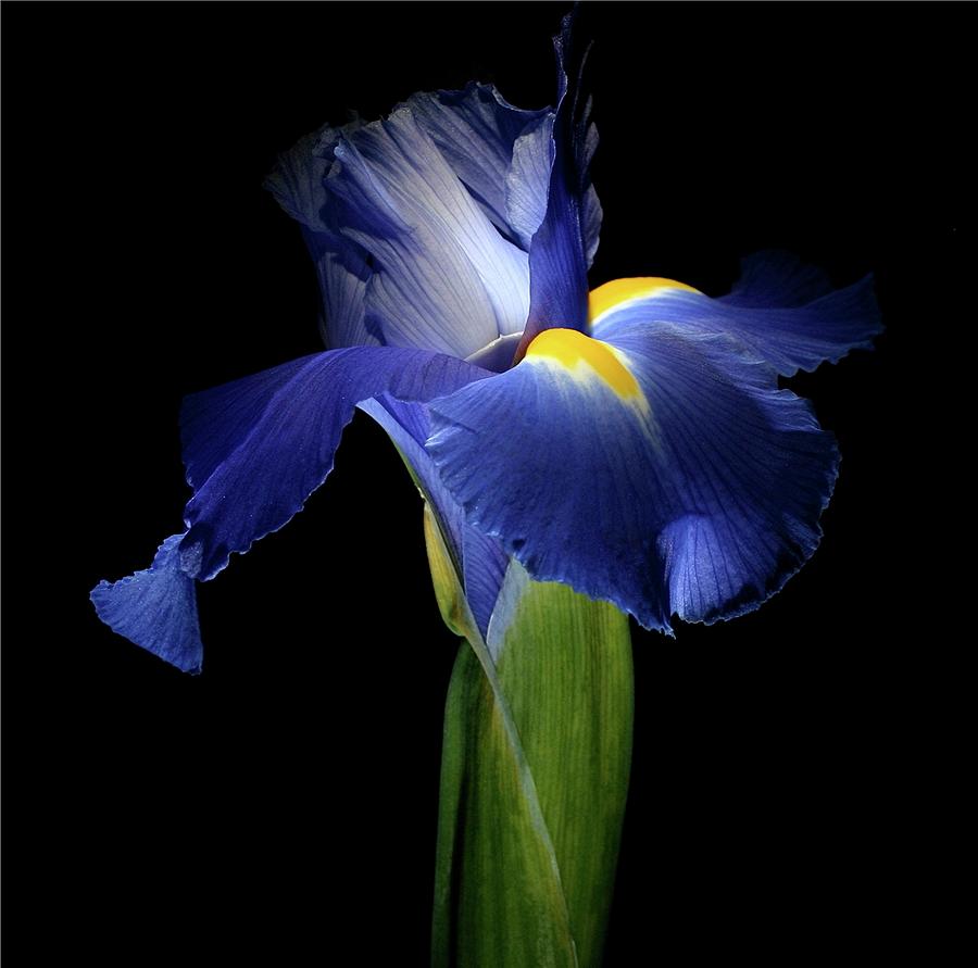 Nature Photograph - Iris 041907 by Julie Powell