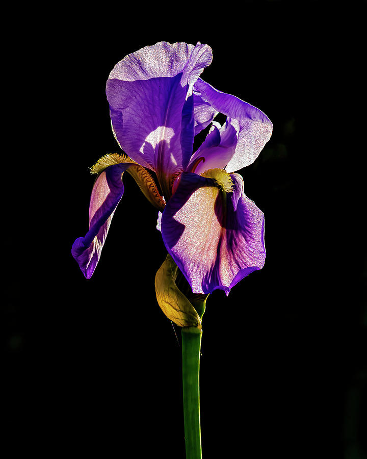 Iris 2 Photograph by Pamela Taylor