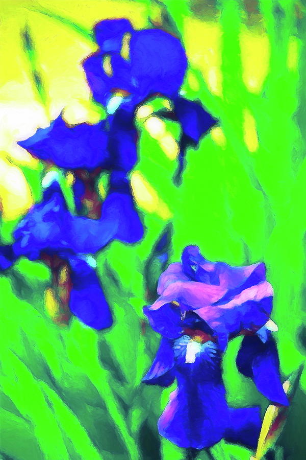 Flower Photograph - Iris 20 by Pamela Cooper
