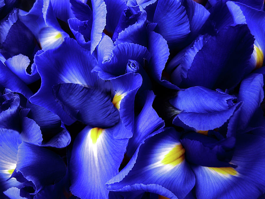 Iris Abstract Photograph by Jessica Jenney