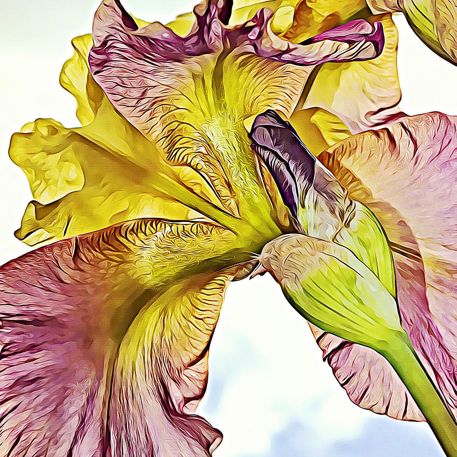 Iris Abstract Squared Photograph by Gaby Ethington