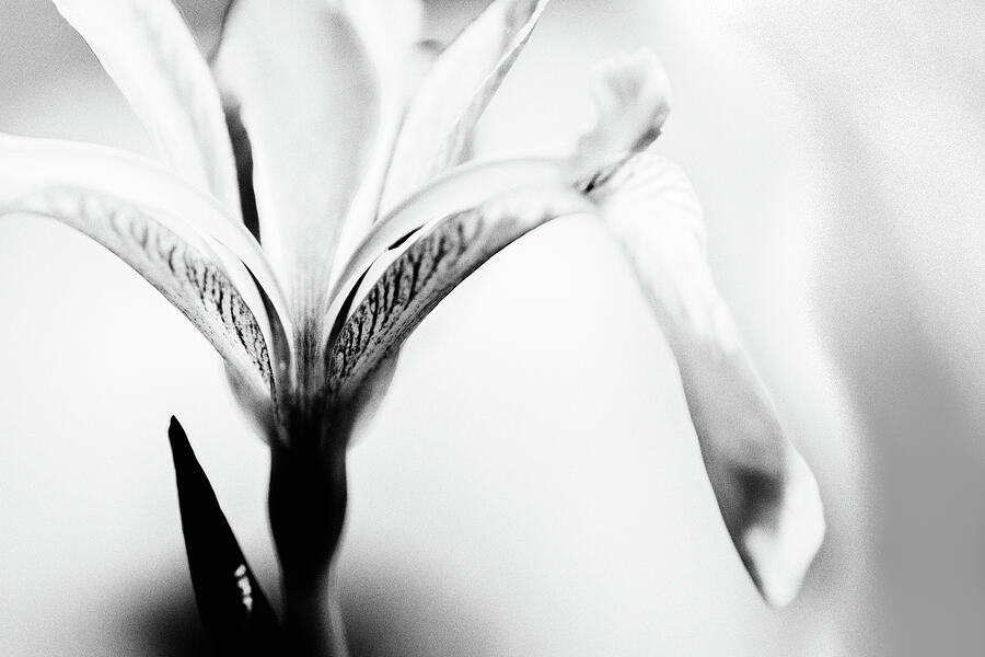 Iris Abstract Photograph by Sue Capuano Iris Abstract Photograph by Sue Capuano