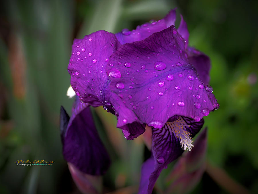 Iris After Shower Photograph by Richard Thomas