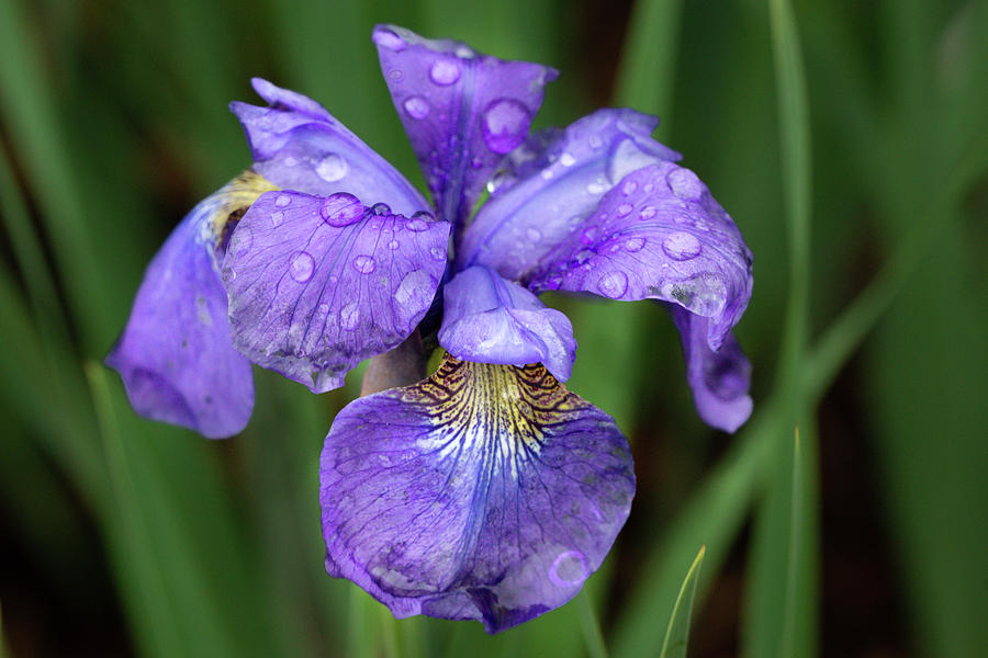 Iris after the Rain 4 Photograph by Dimitry Papkov