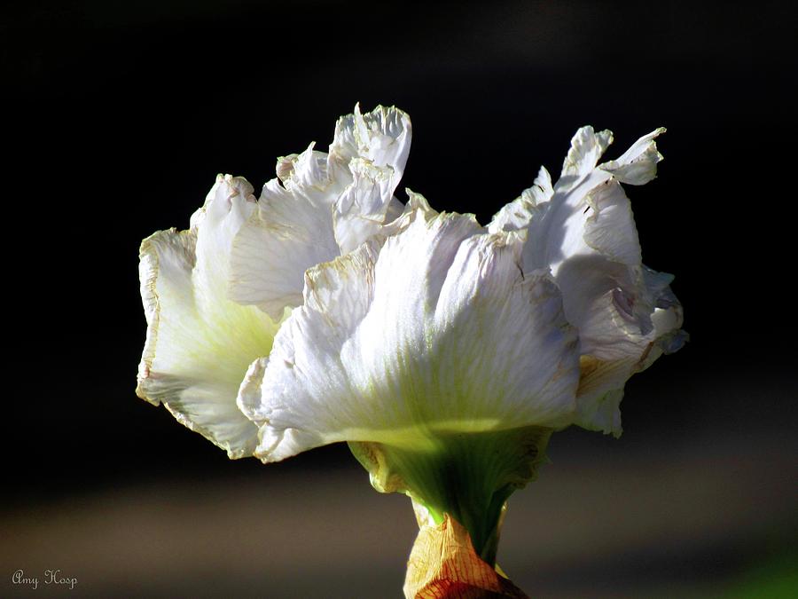 Iris AKA By Its Ole Country Name Paper Flower Photograph by Amy Hosp