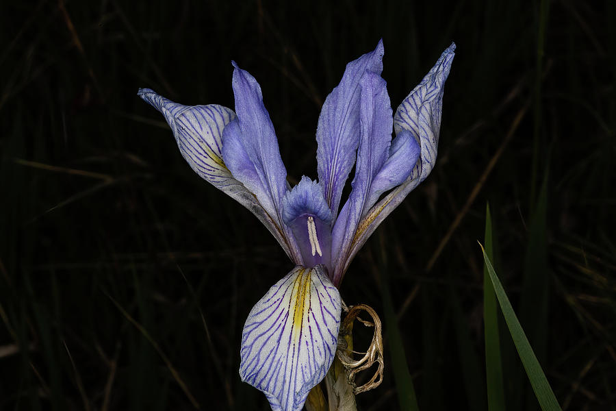 Iris Photograph by Alan Vance Ley