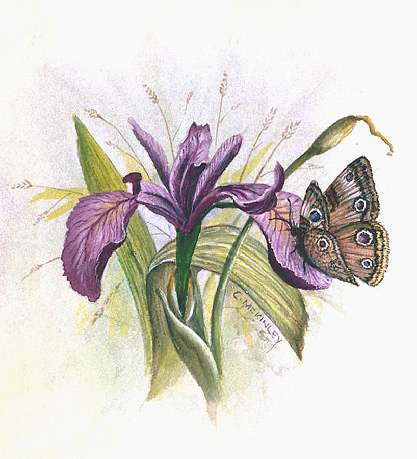 Iris And Buckeye Painting by Carl McKinley